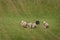 Stock Dog Behind Group of Sheep Ovis aries