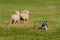 Stock Dog Herds Sheep Away (Ovis aries)