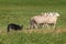 Stock Dog Herds Trio of Sheep Right