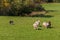 Stock Dog Moves Group of Sheep Ovis aries Away From Woods