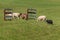 Stock Dog Moves Group of Sheep Ovis aries Through Fences