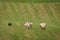 Stock Dog Moves Group of Sheep Ovis aries Up Field