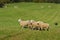 Stock Dog Moves Sheep Ovis aries Along Herding Course Autumn