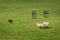 Stock Dog Moves Sheep Ovis aries in Line Past Fences