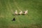 Stock Dog Moves Sheep Ovis aries Out Into Field