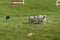 Stock Dog Runs Sheep Ovis aries Through Herding Course