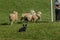 Stock Dog Sits Behind Sheep Ovis aries Waiting on Shepherds Instructions