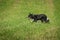 Stock Dog Trots Left Through Field