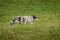 Stock Dog Walks Right Across Field