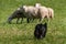 Stock Dog Walks Up on Groupd of Sheep Ovis aries