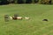 Stock Dog Walks Up to Group of Sheep Ovis aries Through Fences