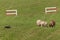 Stock Dog Watches Group of Sheep Ovis aries