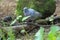 Stock dove