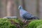 Stock dove