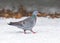 Stock Dove - Columba oenas in a snow covered garden.