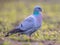 Stock dove foraging in green grass