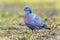 Stock dove foraging in green grass