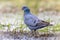 Stock dove foraging in green grass