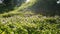 Stock footage of a clover field with sun flare