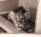 Stock Foto Evil growling lionca in house, in closet, sepia