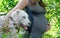 Stock Foto Profile of a silhouette of a pregnant woman in a striped dress with a big white dog and flowers on a mining