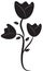 Stock Image: Black Tulips