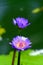 Stock image of Blossom lotus flower in Japanese pond