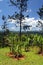 Stock image of Croydon Plantation, Jamaica