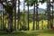 Stock image of Croydon Plantation, Jamaica