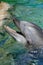 Stock image of dolphin at the San Diego Seaworld