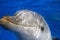 Stock image of dolphin at the San Diego Seaworld