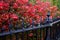 Stock image of fall foliage at Boston Public Garden