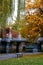 Stock image of fall foliage at Boston Public Garden