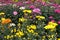 Stock image of flower fields at Cameron Highland, Malaysia