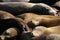 Stock image of Sea lions at Pier 39, San Francisco, USA