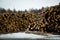 The stock of logs in winter forest. Industrial deforestation.