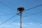 Stock nest on top of electric pole