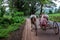 Stock photo of 50 to 60 aged old Indian farmer wearing casual cloths and turban riding old bull cart on road in monsoon period ,