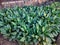 Stock photo of Aglaonema, white and green color aglaonema leaves under bright sunlight in the garden at Kolhapur, Maharashtra,