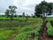 Stock photo of beautiful cultivated agricultural filed surrounded by green trees, dark clouds on background. Picture captured at