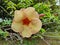 Stock photo of beautiful yellow and orange color shaded Allamanda Cathartica flower commonly known called golden trumpet or