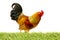 Stock Photo - Brightly colored cockerel chicken in a field