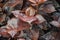 Stock photo of a brown color syngonium plant water droplets on the leaves in rainy season at Kolhapur city Maharashtra India.