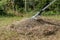 stock photo cleaning up the grass with a rake aerating and scarifying the lawn in the garden 8