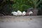 Stock Photo - Four chicks eat from ground