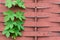 Stock photo fresh spring green plant over fence background
