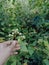 Stock photo of girl hand holding beautiful white color california cud weed flower, green plants and leaves on background. Picture