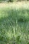 Stock photo of green grass background