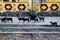 Stock photo of group of black color goats walking on road in Indian village in afternoon at Gulbarga Karnataka India