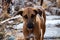 Stock photo of hungry and innocent brown color street dog roaming on the street and looking at the camera at Chittapur , Karnataka